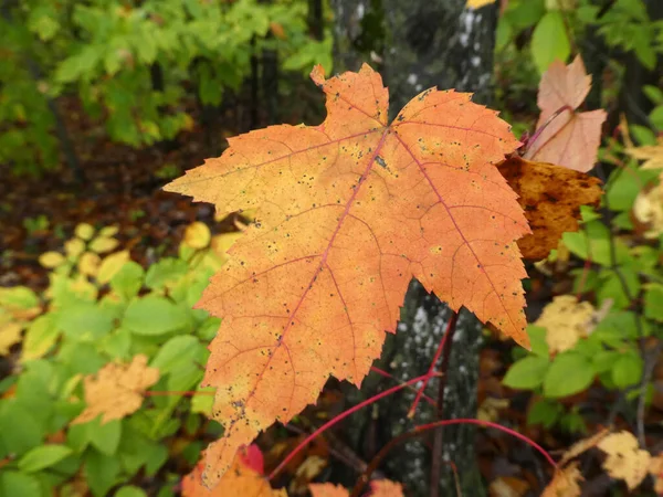 Colorful Maple Leaf Dark Background — Stock Photo, Image