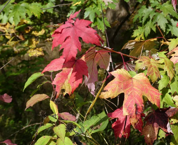 Colorful Maple Leaves Branch — Stock Photo, Image