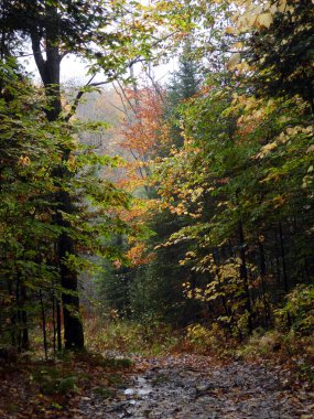 Ormandaki renkli ağaçlarla sonbahar manzarası