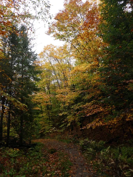 Höstlandskap Med Färgglada Träd Skogen — Stockfoto