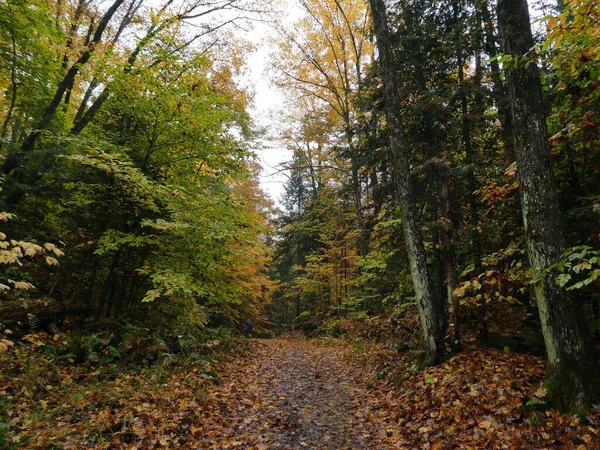 Jesienny Krajobraz Kolorowymi Drzewami Lesie — Zdjęcie stockowe
