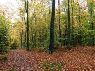 Renkli ağaçlarla sonbahar manzarası