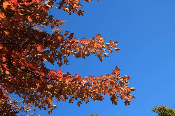 Colorful Branch See Background — Stock Photo, Image