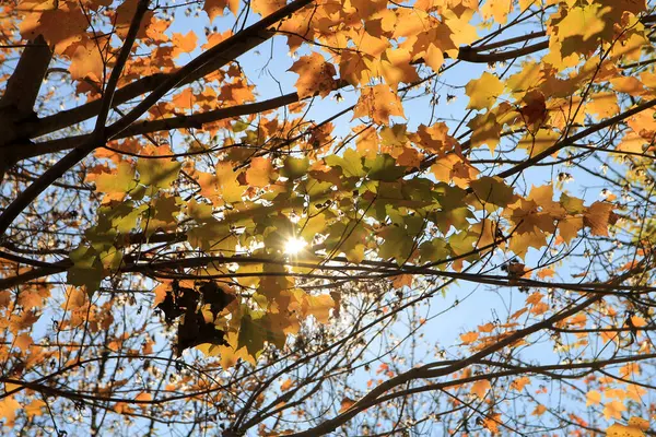 Цветные Осенние Листья Качестве Цветочного Фона — стоковое фото