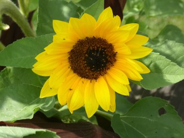 Bahçede açan sarı ayçiçeği