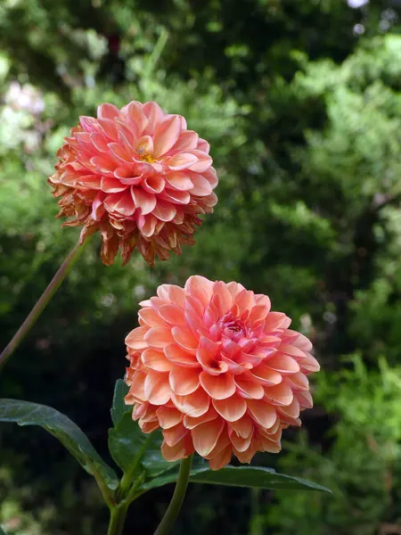 Fleurs Dahlia Roses Fleuries Dans Jardin — Photo