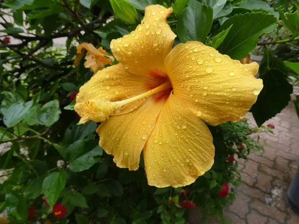 Żółty Kwiat Hibiskusa Deszczu — Zdjęcie stockowe