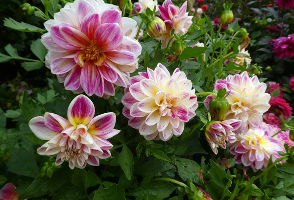 Fleurs Dahlia Roses Fleuries Dans Jardin — Photo