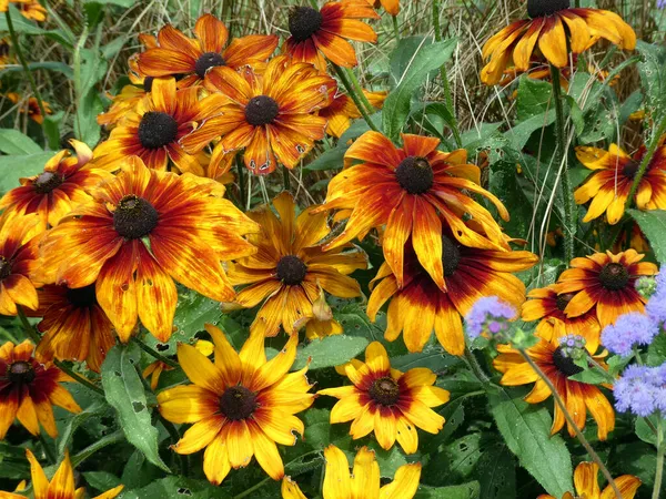 花の背景として花壇の上に多くのカラフルな花 — ストック写真