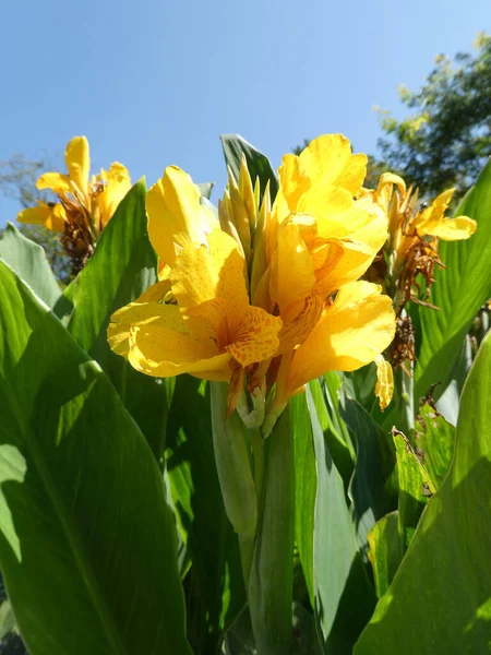 Blühende Gelbe Canna Auf Dem Blumenbeet — Stockfoto