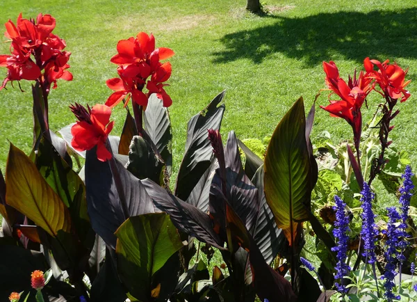 Rote Canna Blumen Auf Dem Blumenbeet — Stockfoto