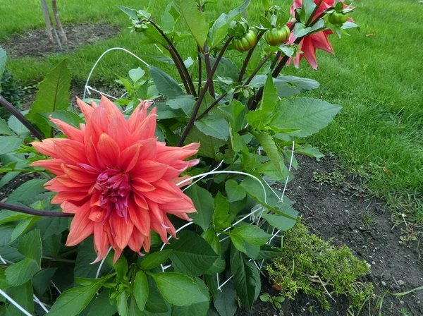 Floraison Rose Fleur Dahlia Dans Jardin — Photo