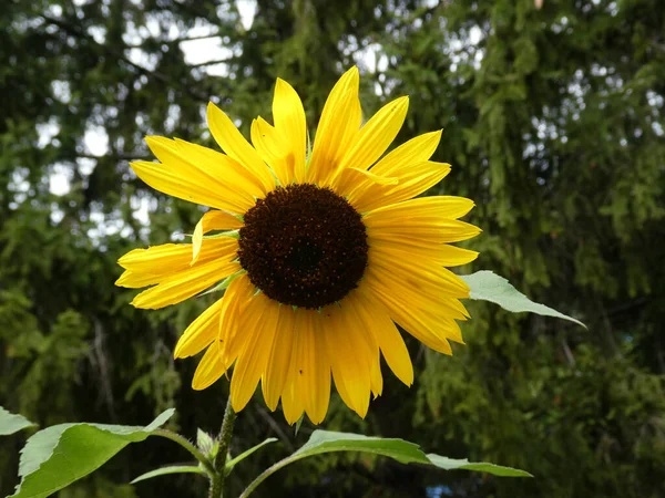 Ηλιοτρόπιο Ανθισμένο Κίτρινο Στον Κήπο — Φωτογραφία Αρχείου
