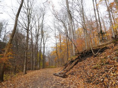 Renkli ağaçlarla sonbahar manzarası