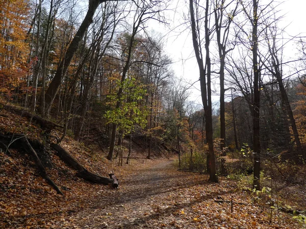 Paesaggio Autunnale Con Sentiero Nel Bosco — Foto Stock