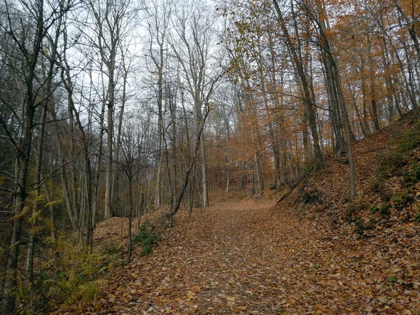 Jesienny Krajobraz Szlakiem Między Kolorowymi Drzewami — Zdjęcie stockowe