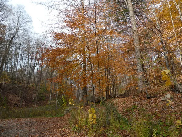 Herbstlandschaft Mit Bunten Bäumen — Stockfoto