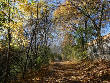 Sonbahar ormanında patika
