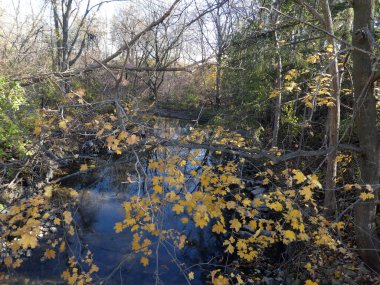 Sonbahar ormanı ve nehir manzarası