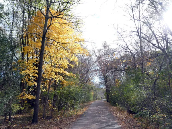 Szlak Jesiennym Lesie — Zdjęcie stockowe