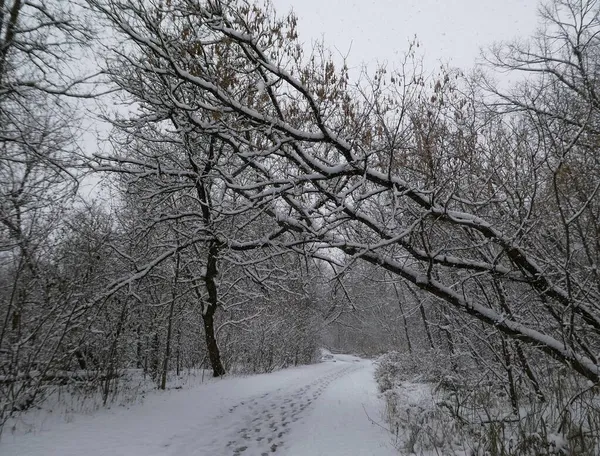 Зимний Пейзаж Покрытым Снегом Лесом — стоковое фото