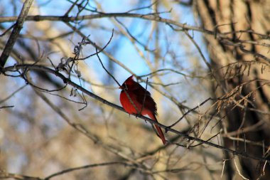 Kırmızı erkek kardinal kuş dalda oturuyor.