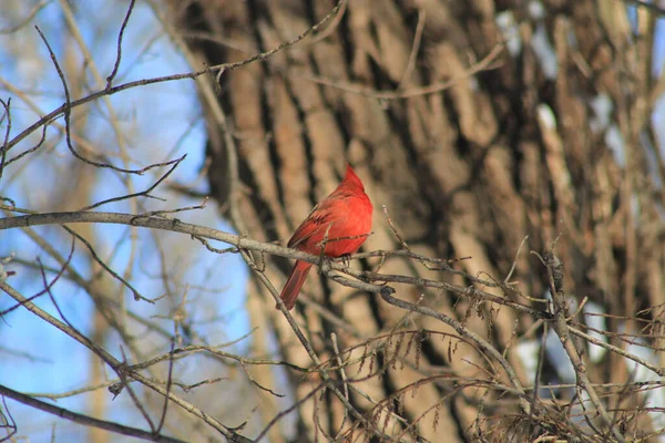 Oiseau Cardinal Mâle Rouge — Photo
