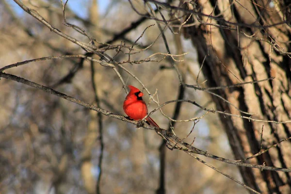 Κόκκινο Αρσενικό Καρδινάλιο Πουλί — Φωτογραφία Αρχείου