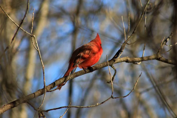 Red Male Cardinal Bird — Stock Photo, Image