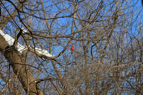 Κόκκινο Αρσενικό Καρδινάλιο Πουλί Στο Δέντρο — Φωτογραφία Αρχείου