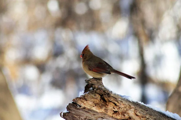 Weiblicher Kardinalvogel Sitzt Auf Dem Holz — Stockfoto
