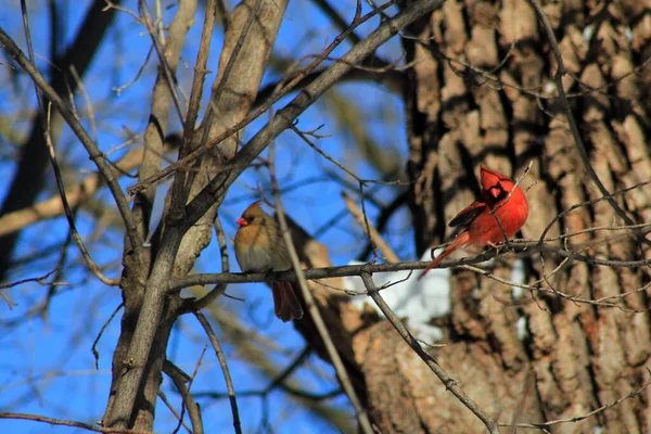 Pair Male Female Cardinal Birds Branch — Stock Photo, Image