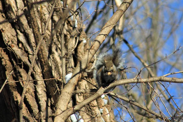Grauhörnchen Sitzt Auf Dem Ast — Stockfoto