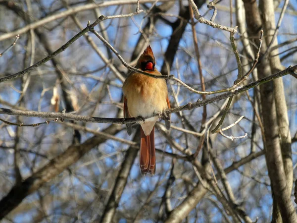 Female Cardinal Bird Sitting Branch — Stock Photo, Image