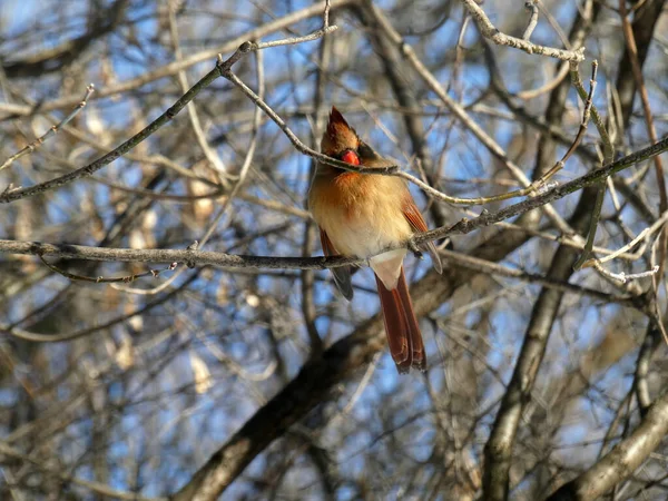 Pájaro Cardinal Hembra Sentado Rama — Foto de Stock