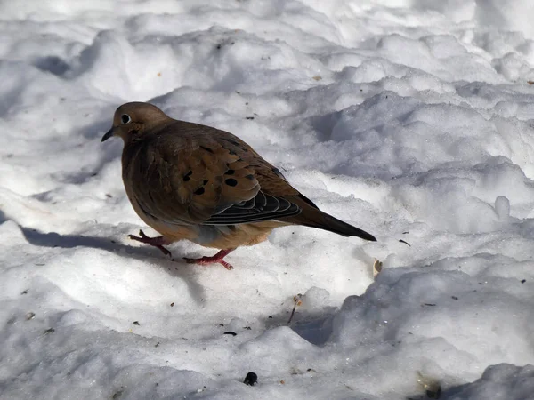 Wild Pigeon Eating Seeds Snow — Stock Photo, Image