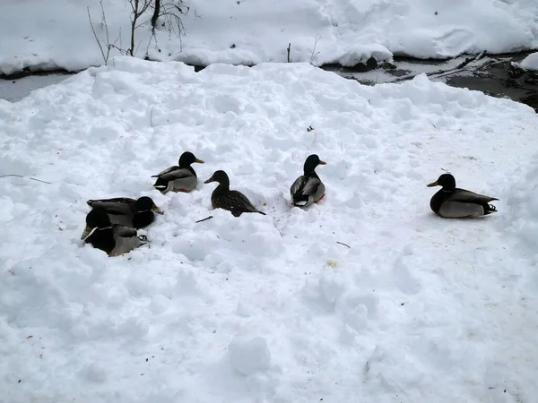 雪地上的鸭子 — 图库照片