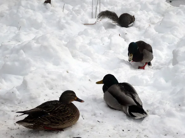 鸭子群落在雪地上 — 图库照片