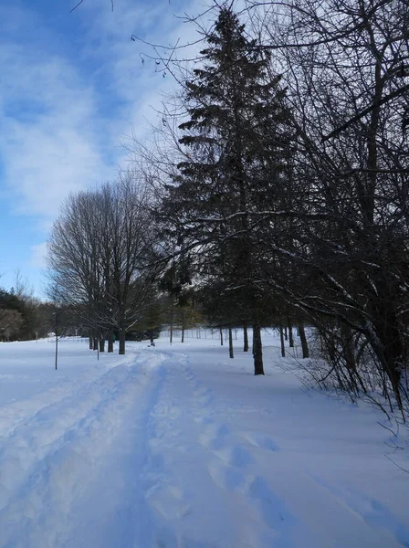 Winterlandschap Met Pad Bos — Stockfoto