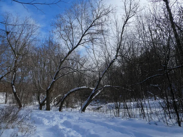 Winterlandschaft Mit Wald — Stockfoto