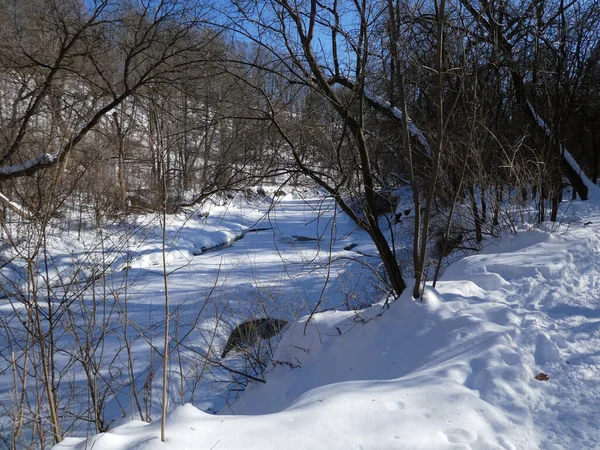 Forêt Hivernale Couverte Neige — Photo