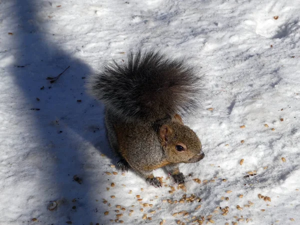 Scoiattolo Grigio Seduto Sulla Neve — Foto Stock