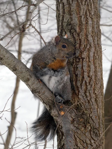 Grauhörnchen Sitzt Auf Dem Baum — Stockfoto