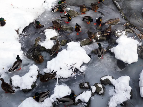 Ducks Flock Ice — Foto Stock
