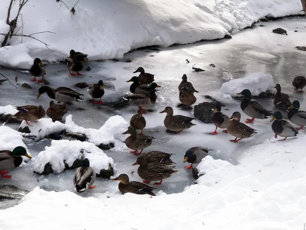 鸭子成群结队地飞在雪地上 — 图库照片
