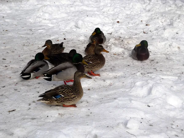 Patos Acuden Masa Nieve — Foto de Stock