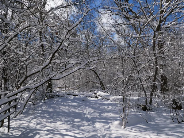 Winterlandschap Met Wandelpad Het Bos — Stockfoto