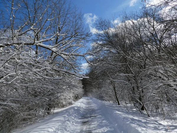 Paisaje Invernal Con Sendero Bosque — Foto de Stock