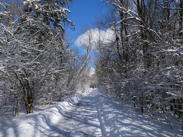 Winterlandschap Met Weg Het Bos — Stockfoto