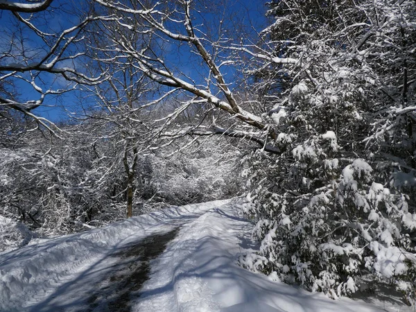 Paysage Hivernal Avec Route Dans Forêt — Photo